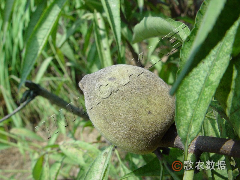 柑橘黄叶症状示例0