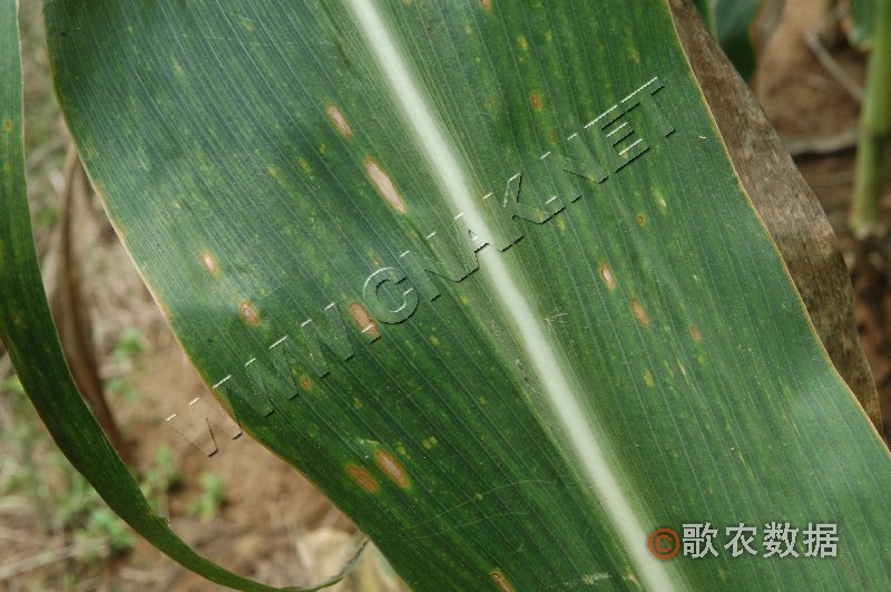 柑橘黄叶症状示例1