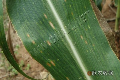 玉米斑枯病