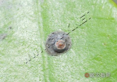 梨圆蚧