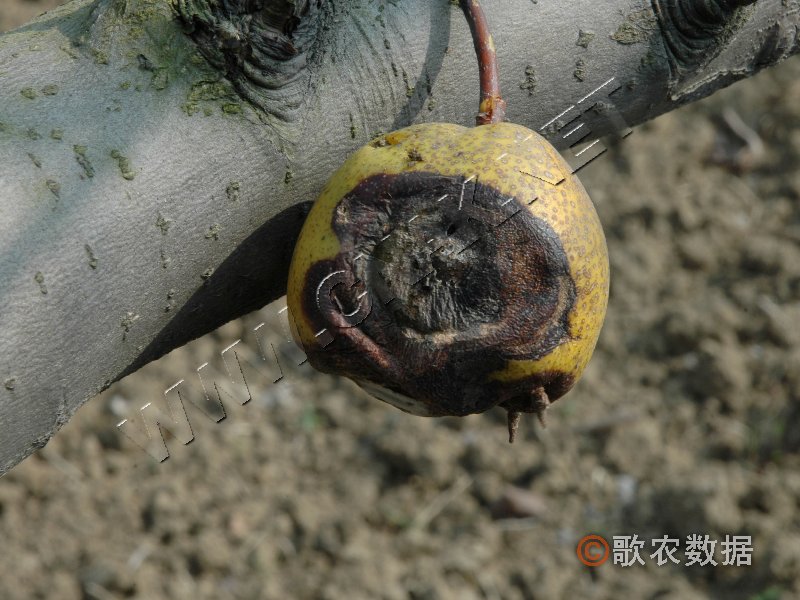 柑橘黄叶症状示例2