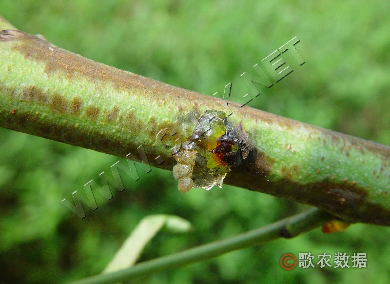 柑橘黄叶症状示例0