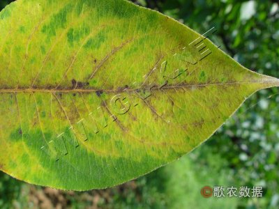 梨叶脉黄化病