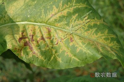 烟草马铃薯Y病毒病