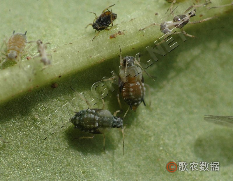 柑橘黄叶症状示例1