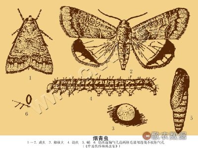 烟青虫