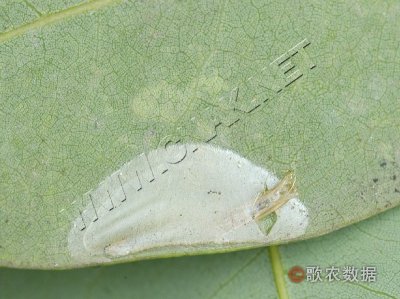 爻纹细蛾