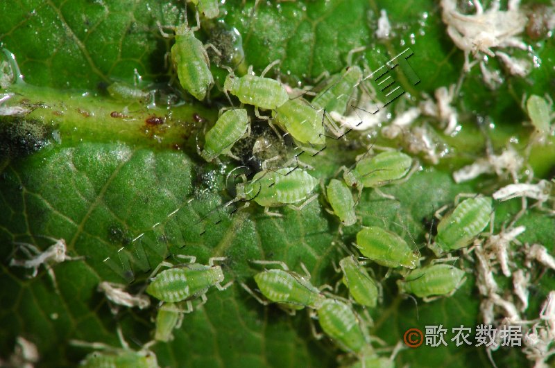 柑橘黄叶症状示例1