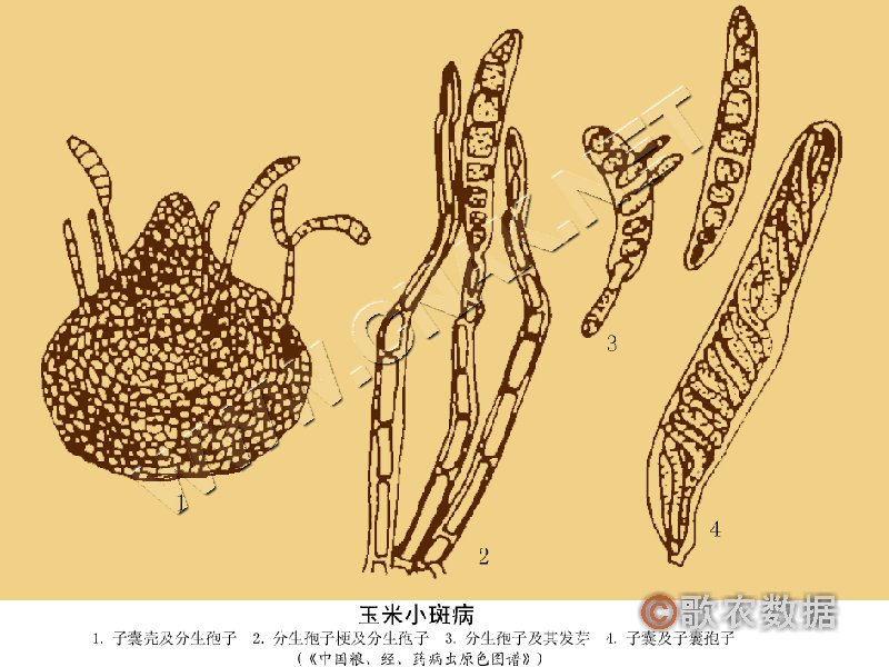 柑橘黄叶症状示例5