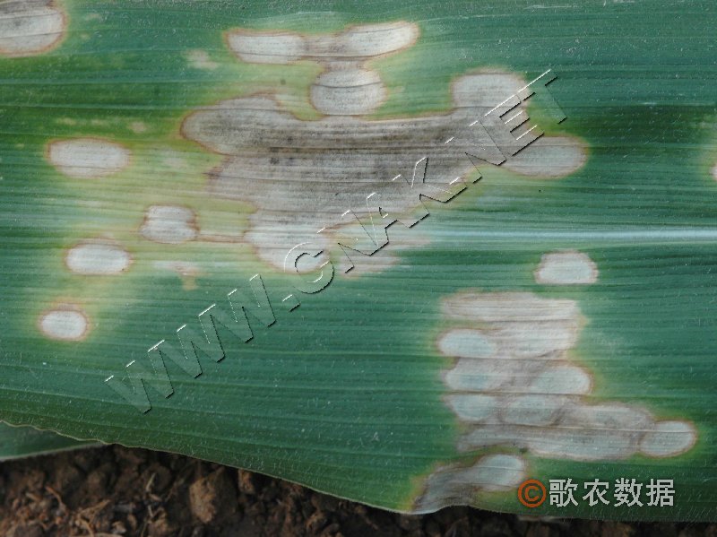 柑橘黄叶症状示例0