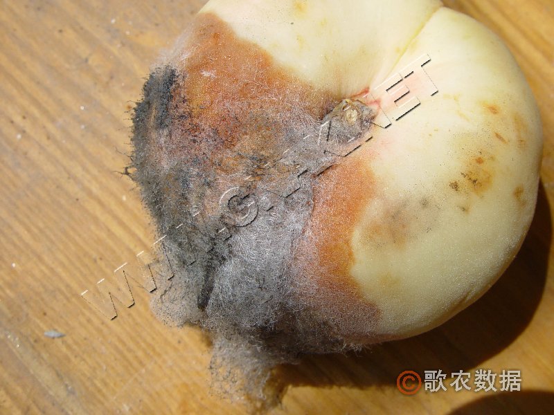 柑橘黄叶症状示例2