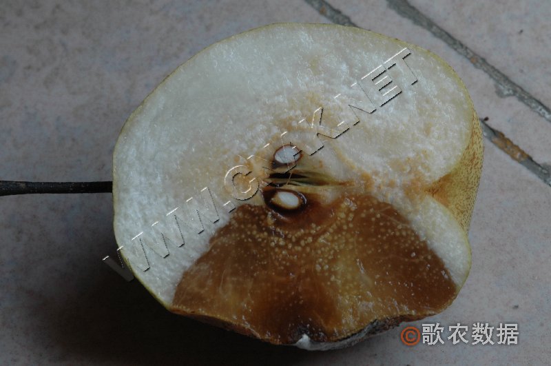 柑橘黄叶症状示例4