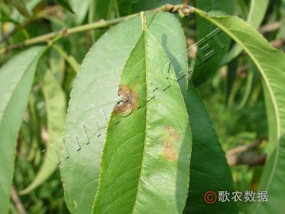 桃灰霉病