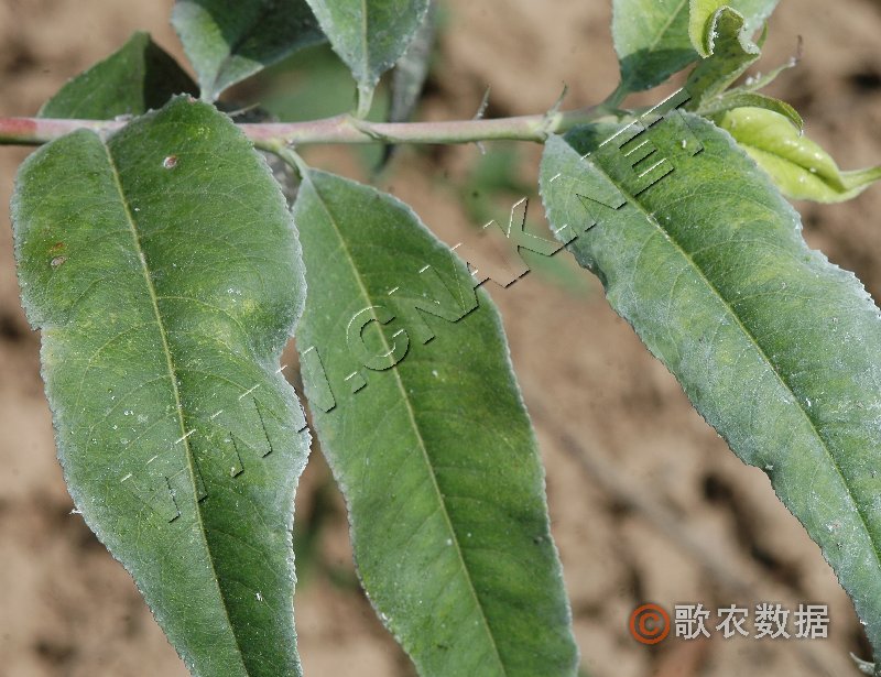 柑橘黄叶症状示例7