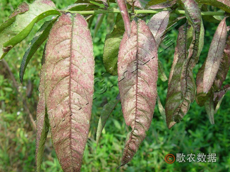 柑橘黄叶症状示例3