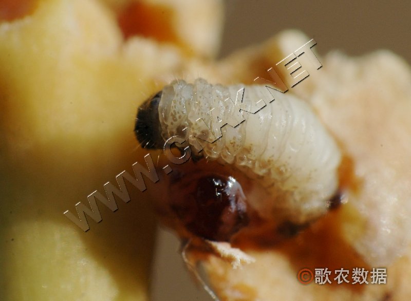 柑橘黄叶症状示例2
