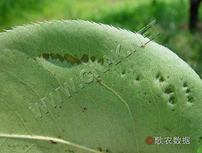 柑橘黄叶症状示例1