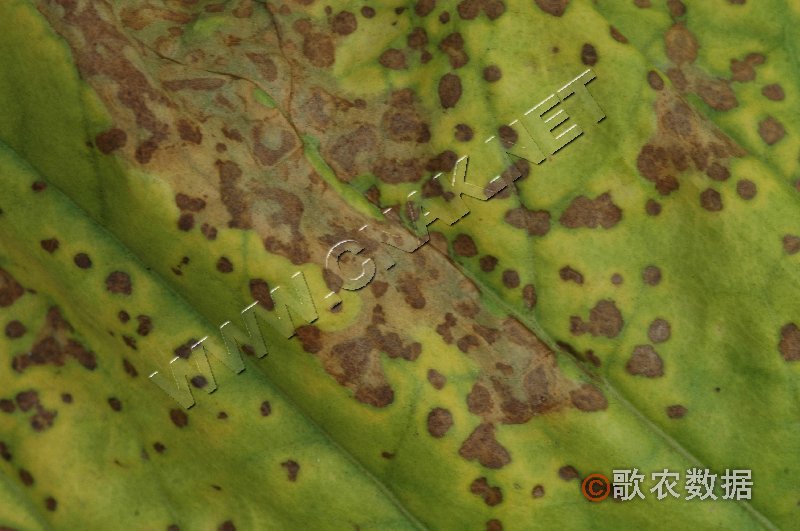 柑橘黄叶症状示例2