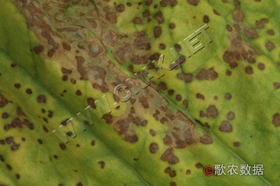 烟草角斑病