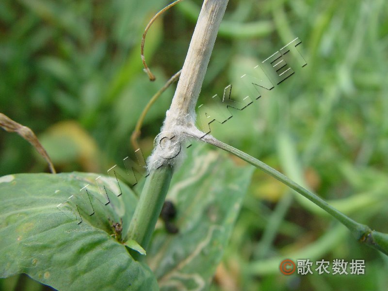 柑橘黄叶症状示例9