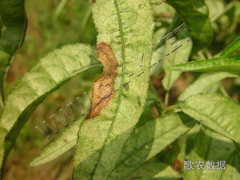 柑橘黄叶症状示例0