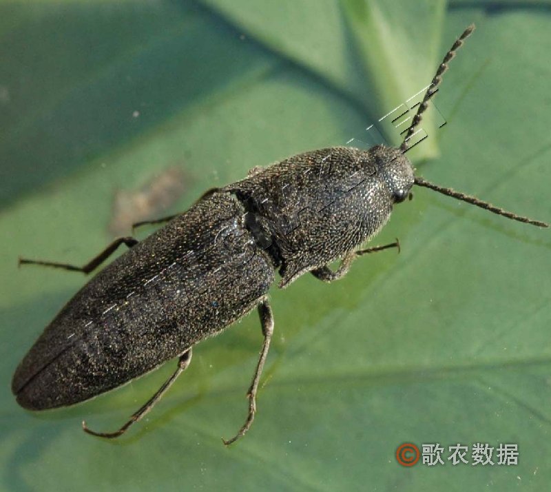 柑橘黄叶症状示例0