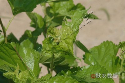 桑花叶型萎缩病