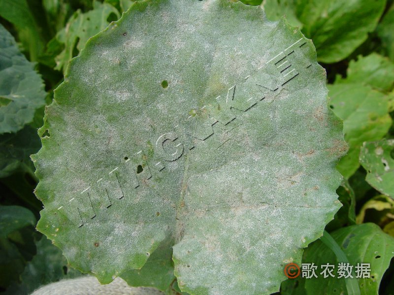 柑橘黄叶症状示例0