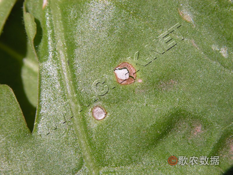 柑橘黄叶症状示例0