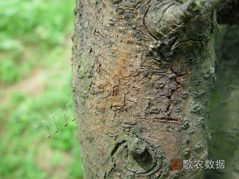 柑橘黄叶症状示例1