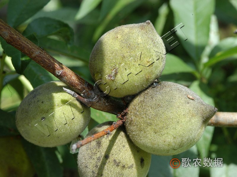 柑橘黄叶症状示例1