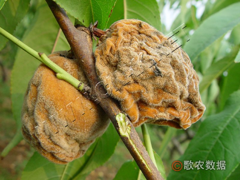 柑橘黄叶症状示例3