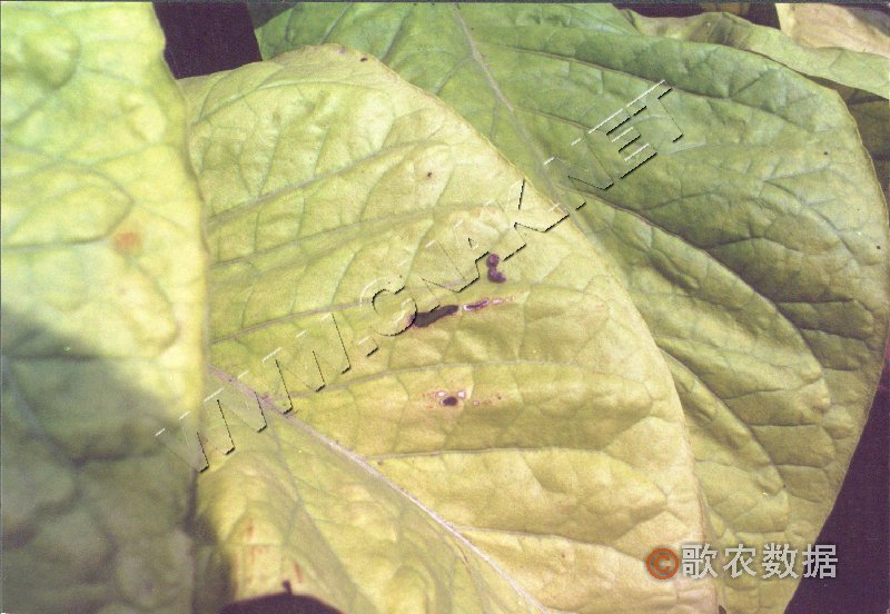 柑橘黄叶症状示例3
