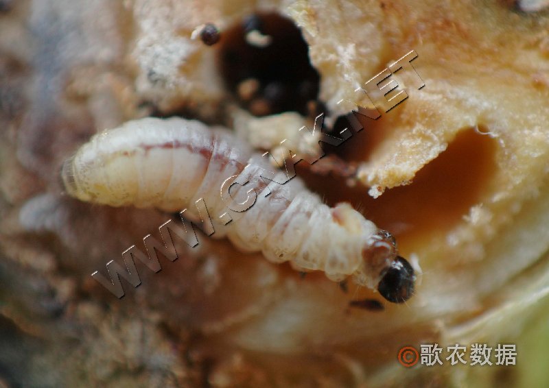 柑橘黄叶症状示例0