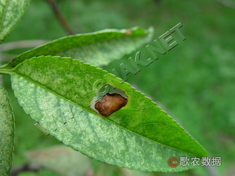 柑橘黄叶症状示例1