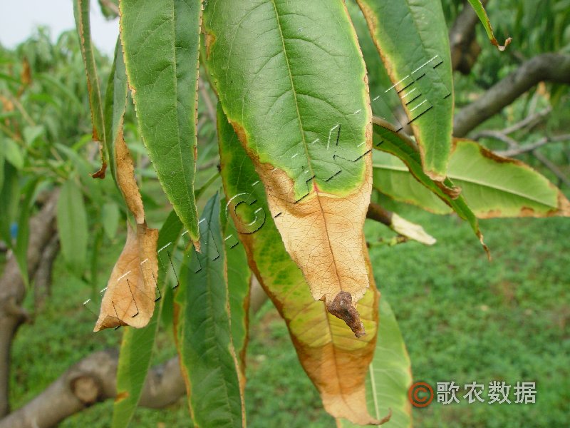柑橘黄叶症状示例1