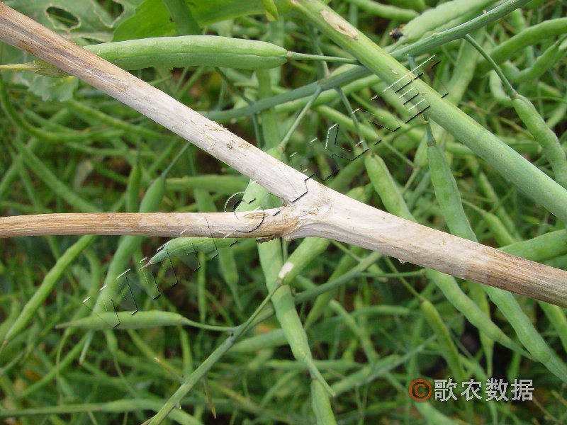 柑橘黄叶症状示例11