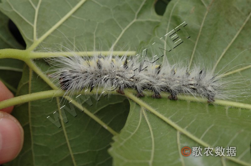 柑橘黄叶症状示例1
