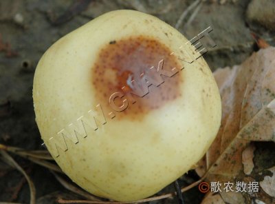 梨烂果病
