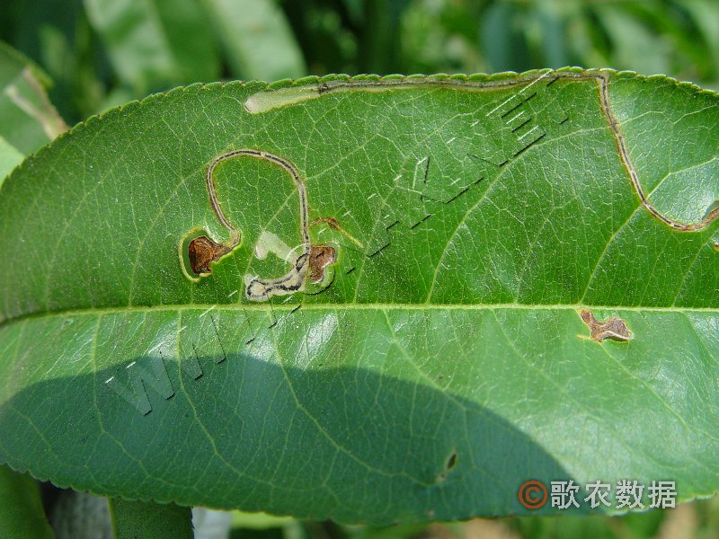 柑橘黄叶症状示例1