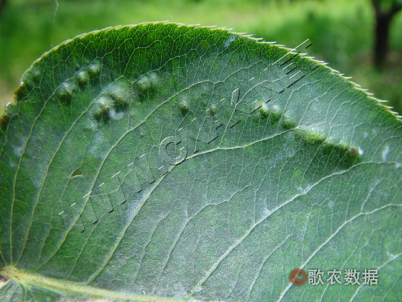 柑橘黄叶症状示例0