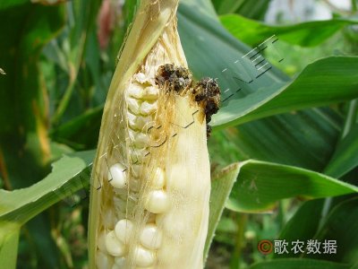 玉米丝黑穗病