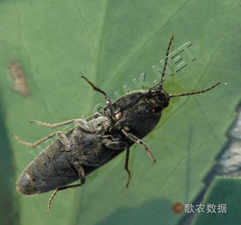 柑橘黄叶症状示例1