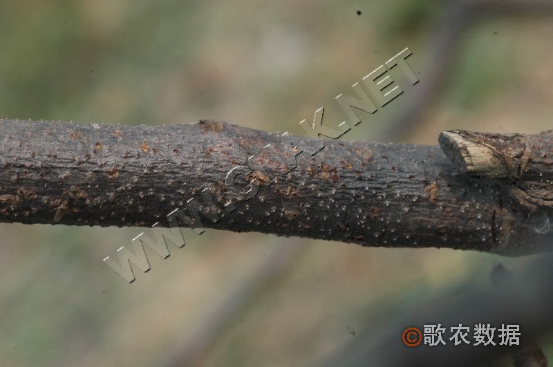 柑橘黄叶症状示例1