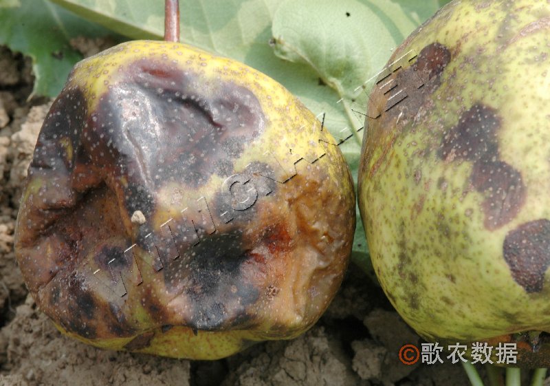 柑橘黄叶症状示例3
