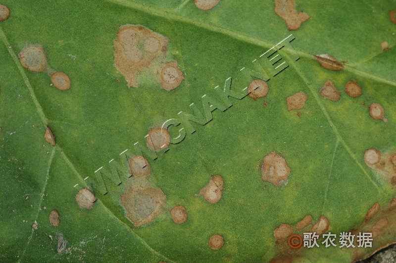 柑橘黄叶症状示例0