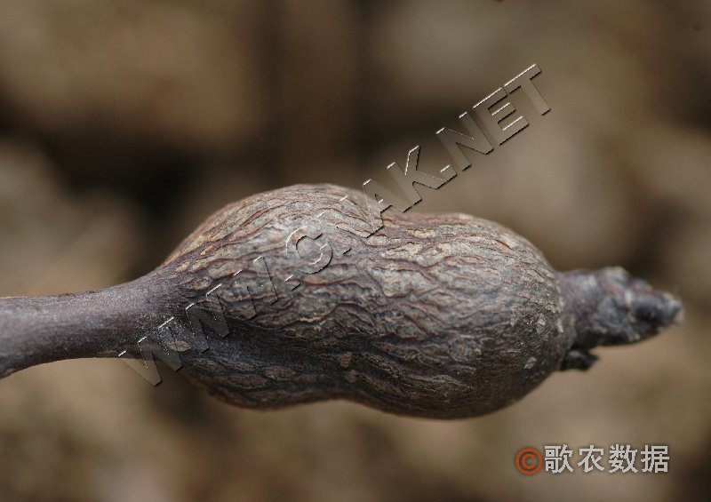 柑橘黄叶症状示例4