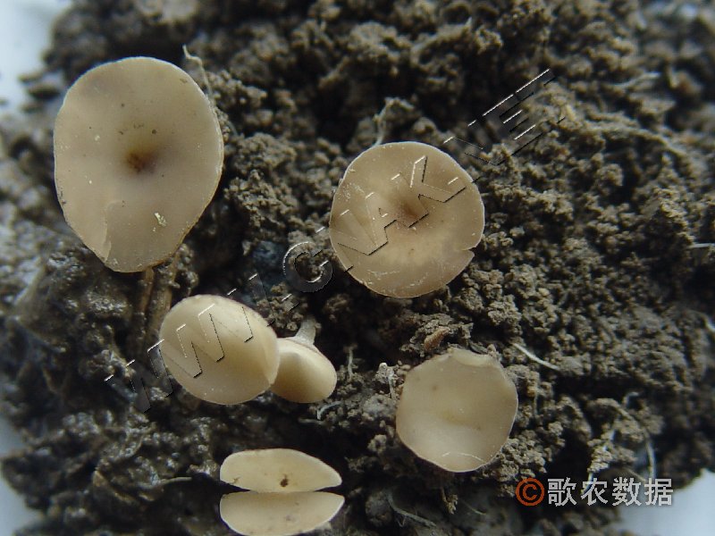 柑橘黄叶症状示例3