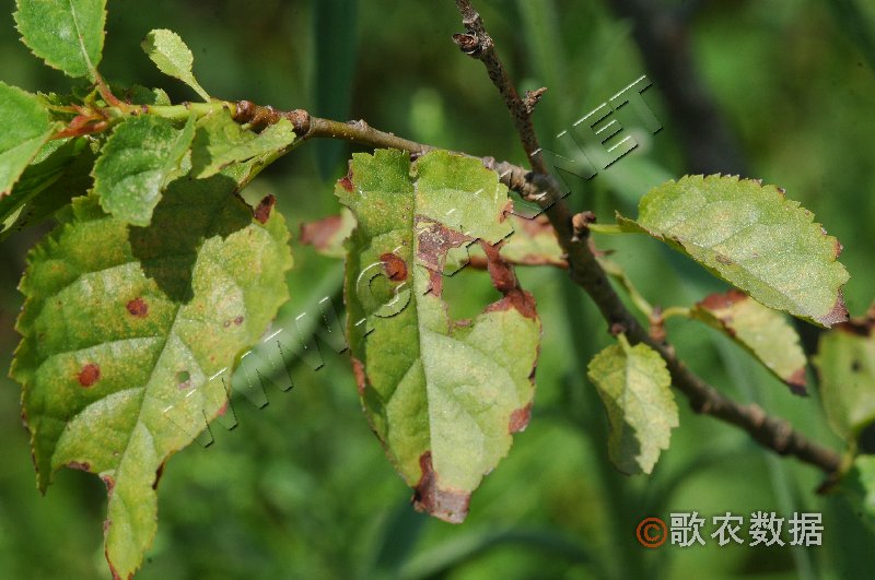 柑橘黄叶症状示例0