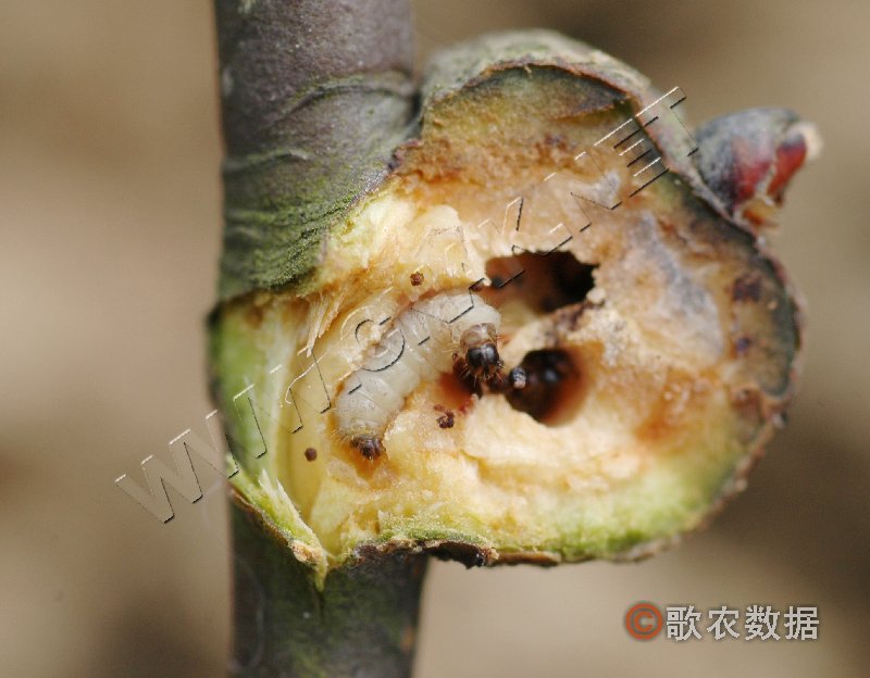 柑橘黄叶症状示例1